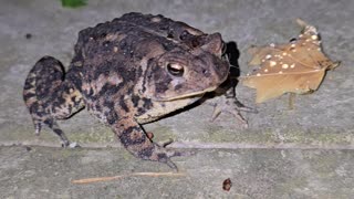 American Toad.