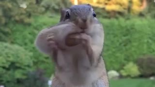 gluttonous squirrel