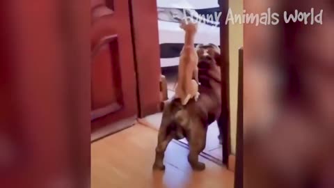 Funny Dogs And Cats Videos 2023 Best Animal Videos Of The Month