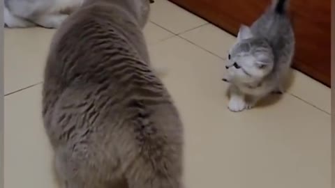Funniest CAT video in the world