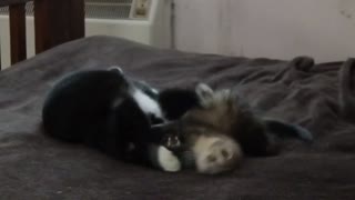 Ferret and cat are best friends