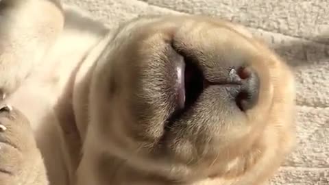 A dozing puppy