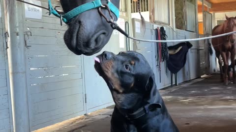 Rottweiler Gives Friendly Horse a Kiss