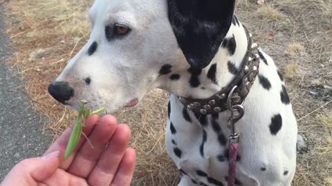 Sweet Dalmatian befriends wild Praying Mantis