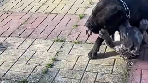 🐕dog | aggressive cane corso | came corso attack | #viral #video #