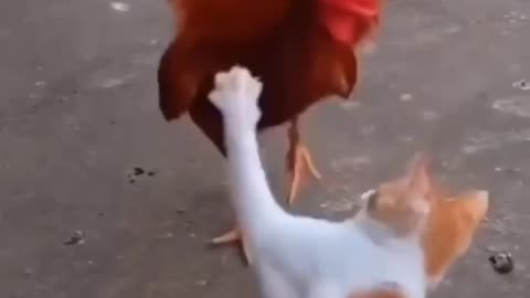 Cat vs chicken.Let's see what happens next