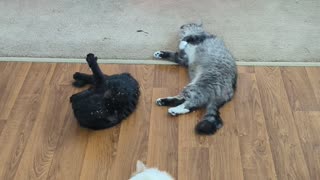 All four cats checking out CATNIP