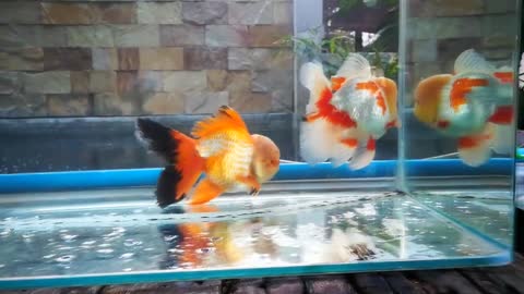 The most beautiful Oranda Goldfish-17