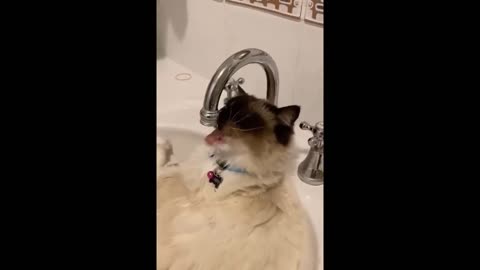 Obedient Cat Actually Enjoys Taking A Bath