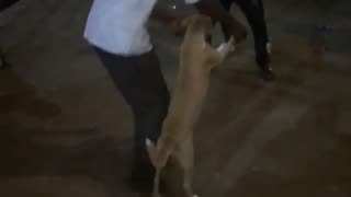 The dancing dog