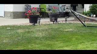 Nature and bird: Magpies roaming the street