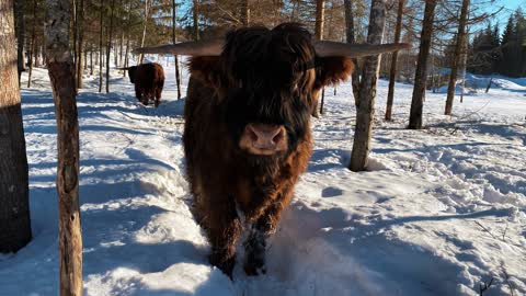 Highland Cattle bulls in the woods