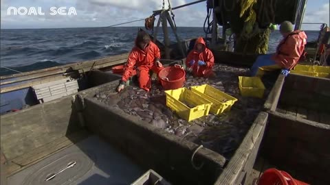 Sole Fish Trawl Fishing - Coldwater Vessel Fishing - Modern Fishing Aquaculture