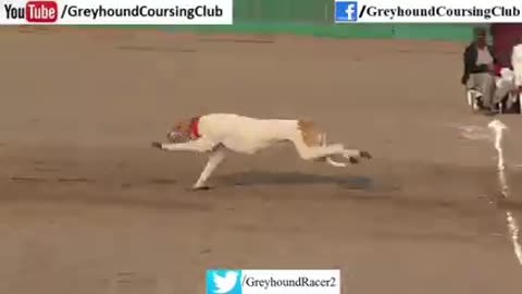 Dogs racing
