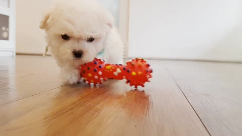 Cutest Puppy - Bichon Frise