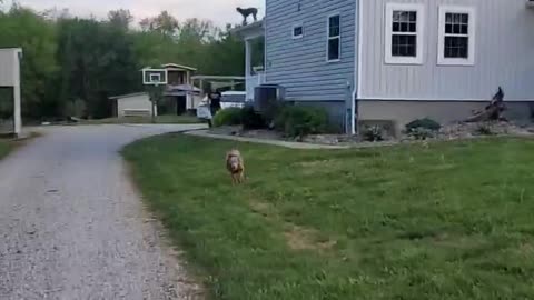 German Short Haired Pointer Somehow Gets on the Roof