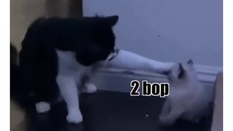 Cat funny video part-76
