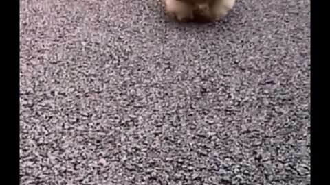 This is so much fun, pets walking like this