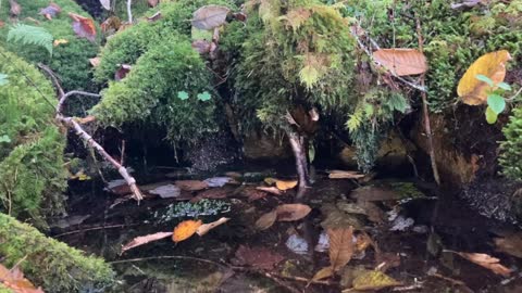 💤Dripping brook mossy tree roots next to waterfall soothing sounds 🌲1 hour loop