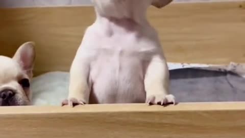 Listen to what the little short-legged dog is saying, are you hungry?