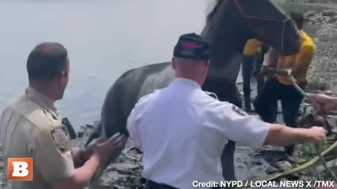 NYPD Pulls "Bear" the Horse Out of the Mud, Saving It from Drowning