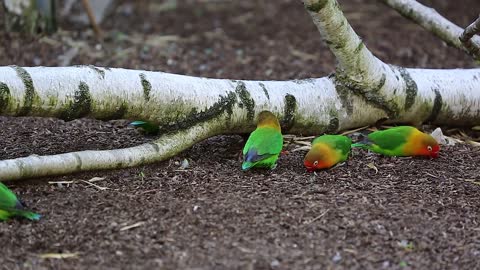 lovebird-lorikeet-parrot-bird