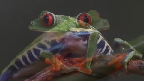 RED-EYED TREE FROG~AN ARBOREAL HYLID NATIVE TO NEOTROPICAL RAINFORESTS RANGES FROM MEXICO THROUGH CENTRAL AMERICA TO COLUMBIA