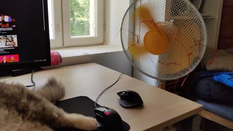 Friends cat during heatwave 32°C/89.6°F