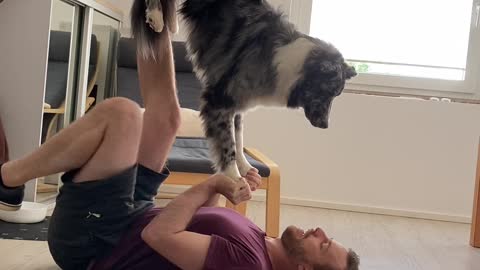 Australian Shepard Learning a New Acrobatic Trick