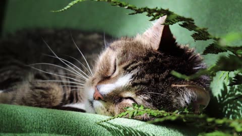 🐱CATS ONLY! EASE, CALM, SOOTH MY CAT WITH PURRING | A relaxing zen environment for cats