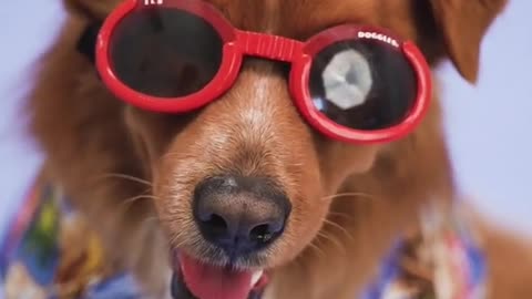 VERY CUTE & funny dog video