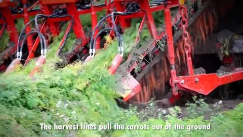 Carrot Juice Making Process | Modern Carrots Harvesting Machine | How Carrot Juice Is Made