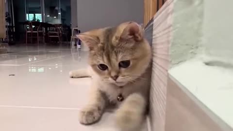 Cute cat videos and funny animals videos 2024