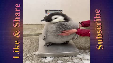 A struggle to weigh a 97-day-old baby emperor penguin.