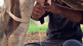 The dairy cow, a bovine marvel, has shaped human history for centuries.