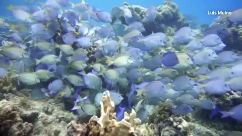 Cuban divers grow corals, restore barrier reef