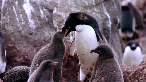 How krill fishery threatens Antarctic wildlife