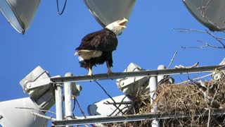 Singing Bald Eagle