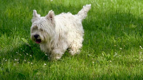 West Highland White Terrier Walking on Lawn Grass