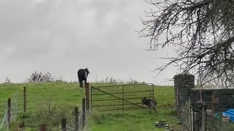 Bringing horses, alpaca & Ebony in before this morning’s storm arrives