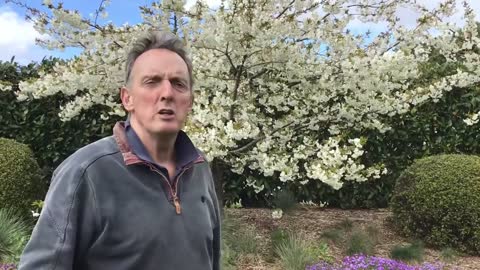 Glorious Mount Fuji Flowering Cherry Prunus Shirotae tree