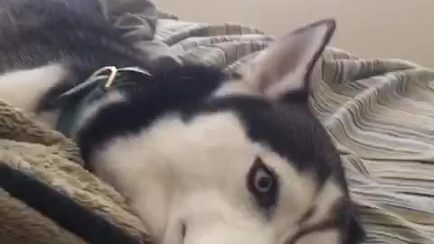 Stubborn Husky gets his wish after throwing temper tantrum #2