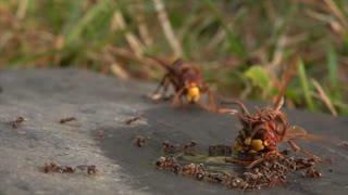Raging Hornet Rolls Over Ants