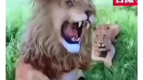Fake lion in front of Loin 🤣🤣