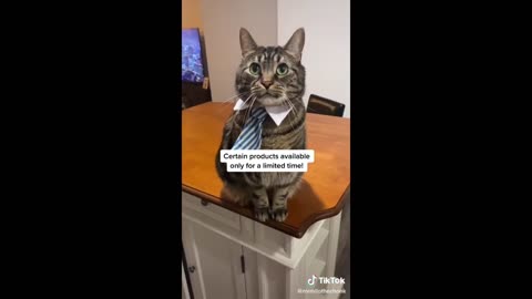 Funny cats-dogs - Funny animals