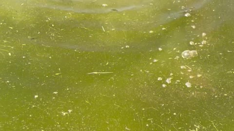 Blind Pet Duck Swims in Circles