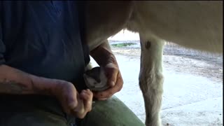 How to trim donkey hooves