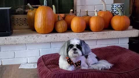Moo says Happy Fall