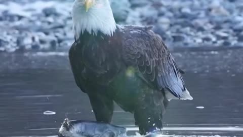 ¡Observa la majestuosidad del vuelo del águila mientras se sumerge para atrapar peces.