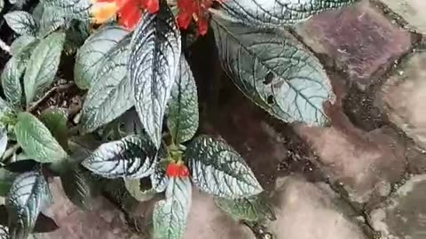 Sunset bells species of khrysothemis